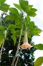 Beautiful orange tropical single flower Garden Angel`s Trumpet Brugmansia Ãâ candida Royalty Free Stock Photo